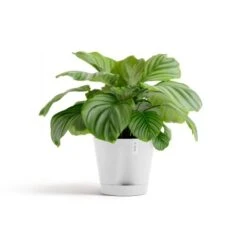Ecopots Pflanztopf Venice 2 Weiß 30 Cm X 26,3 Cm -Garten & Außenbereich 2100 Venice230PureWhite 01