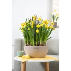 Lechuza Pflanzgefäß Cubeto Stone 40 Sandbeige Ø 40 Cm -Garten & Außenbereich 262682 4186 4