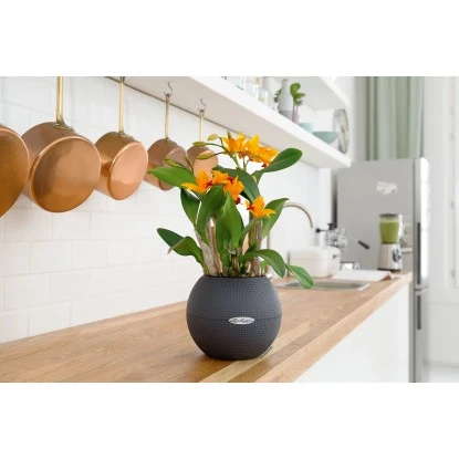 Lechuza Pflanzgefäß Puro Color Ø 20 Cm X 16 Cm Schiefergrau 5 Lechuza Pflanzgefäß Puro Color Ø 20 Cm X 16 Cm Schiefergrau – Bild 3