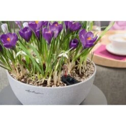 Lechuza Pflanzgefäß Cubeto Stone 30 Steingrau Ø 30 Cm -Garten & Außenbereich 754214 4186 5