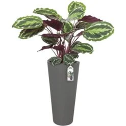 Elho Blumentopf Pure Straight Hoch Ø 38,5 Cm Anthrazit -Garten & Außenbereich 8711904193966 4667 04