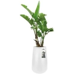 Elho Blumentopf Pure Cone Hoch Ø 43 Cm Weiß -Garten & Außenbereich 8711904250782 4667 04