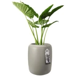 Elho Übertopf Pure Beads Medium Ø 39,2 Cm Balanced Beige -Garten & Außenbereich 8711904350185 4667 05