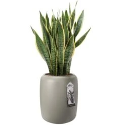 Elho Übertopf Pure Beads Medium Ø 39,2 Cm Balanced Beige -Garten & Außenbereich 8711904350185 4667 06