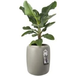 Elho Übertopf Pure Beads Medium Ø 39,2 Cm Balanced Beige -Garten & Außenbereich 8711904350185 4667 07