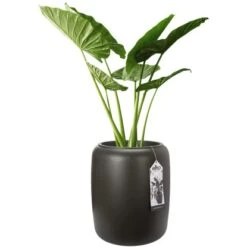 Elho Übertopf Pure Beads Medium Ø 39,2 Cm Walnussbraun -Garten & Außenbereich 8711904350208 4667 05