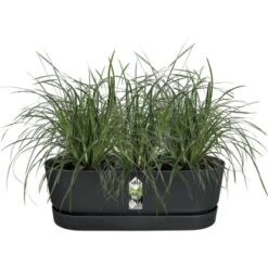 Elho Übertopf Greenville Easy Balcony 19,4 Cm X 52 Cm Living Schwarz 16 Elho Übertopf Greenville Easy Balcony 19,4 Cm X 52 Cm Living Schwarz -Garten & Außenbereich 8711904496395 4667 06