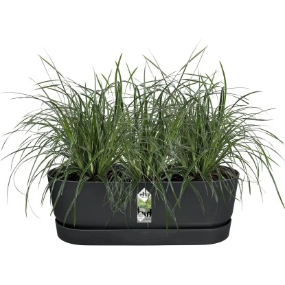 Elho Übertopf Greenville Easy Balcony 19,4 Cm X 52 Cm Living Schwarz 8 Elho Übertopf Greenville Easy Balcony 19,4 Cm X 52 Cm Living Schwarz – Bild 6