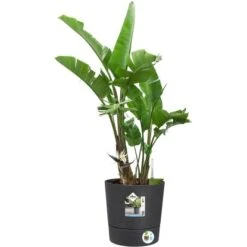 Elho Blumentopf Greensense Rund 30 Cm Holzkohlengrau 10 Elho Blumentopf Greensense Rund 30 Cm Holzkohlengrau -Garten & Außenbereich 8711904497217 4667 02