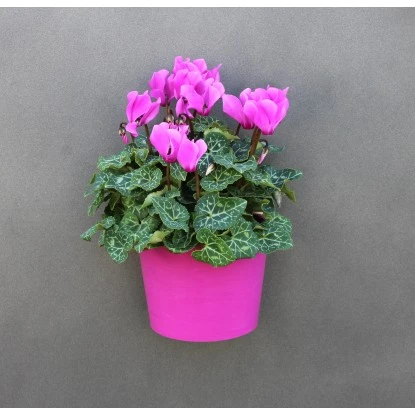 KalaMitica Kunststoffgefäß Mit Magnet Kasten 14 Cm X 7 Cm Blaugrün 7 KalaMitica Kunststoffgefäß Mit Magnet Kasten 14 Cm X 7 Cm Blaugrün – Bild 5