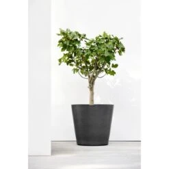 Ecopots Pflanztopf Amsterdam Rollen Dunkelgrau 80 Cm X 75 Cm -Garten & Außenbereich sterdamWheels80DarkGrey 90